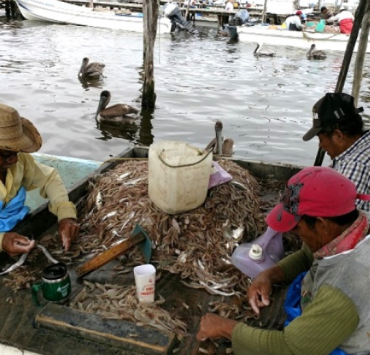 Pescadores de Campeche irán a huelga por desvío de recursos