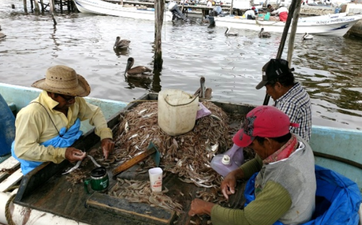 Pescadores de Campeche irán a huelga por desvío de recursos