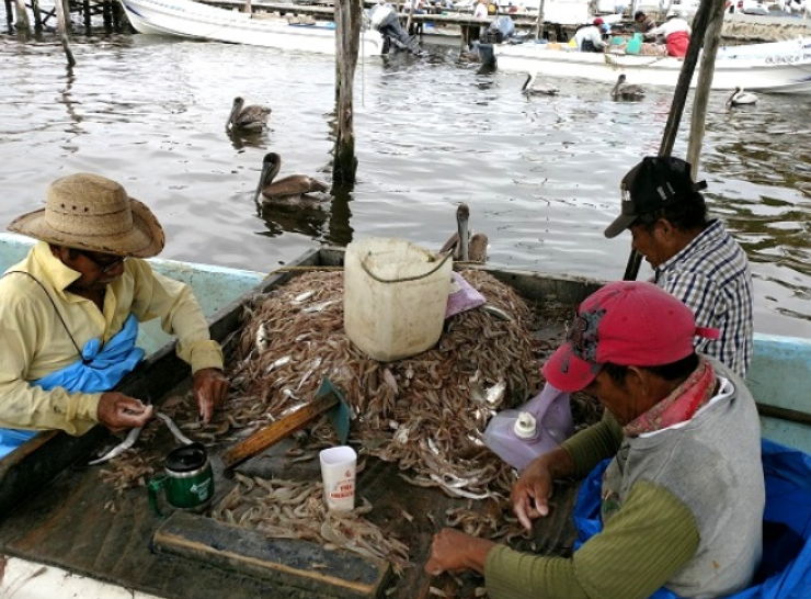 Pescadores de Campeche irán a huelga por desvío de recursos