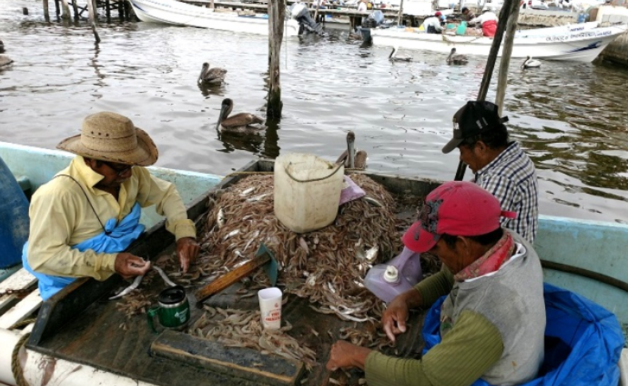 Pescadores de Campeche irán a huelga por desvío de recursos