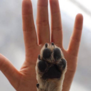 Campeche lidera denuncias por delitos contra animales.