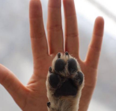 Campeche lidera denuncias por delitos contra animales.