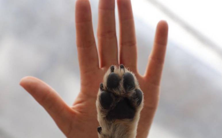 Campeche lidera denuncias por delitos contra animales.