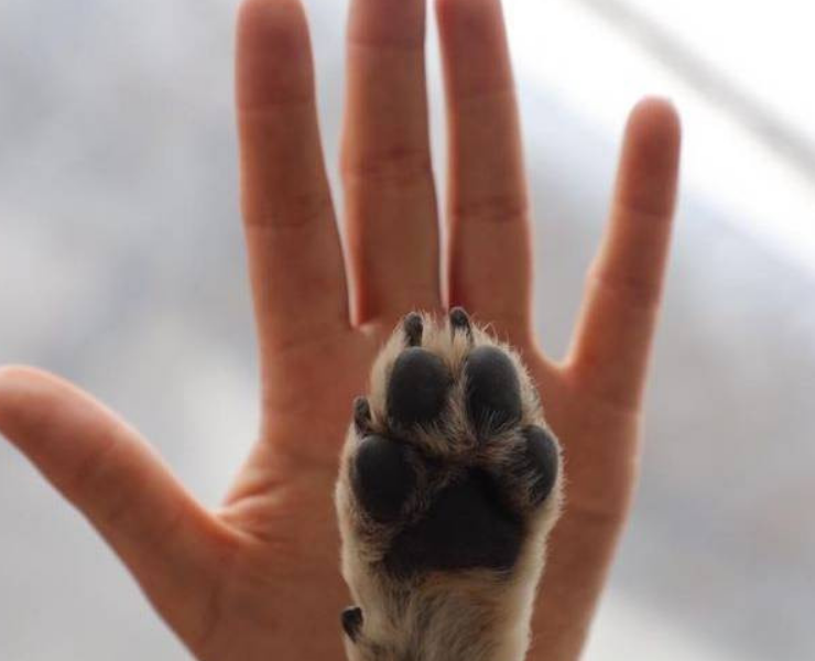 Campeche lidera denuncias por delitos contra animales.