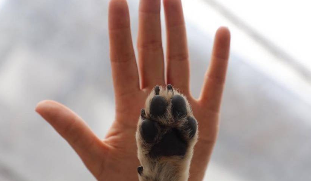 Campeche lidera denuncias por delitos contra animales.