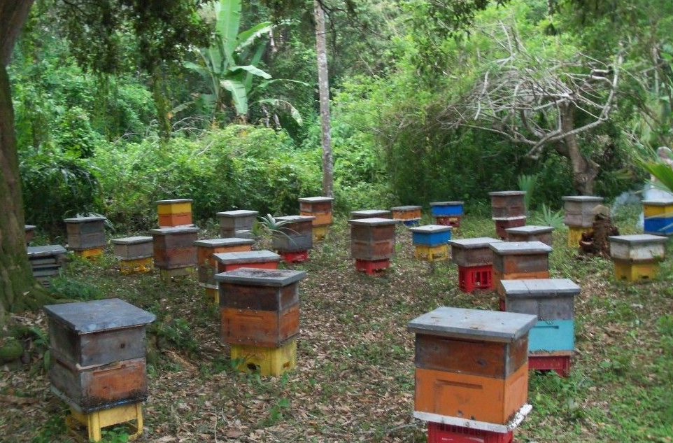 Apiarios sufren una tragedia en Campeche por el impacto de pesticidas