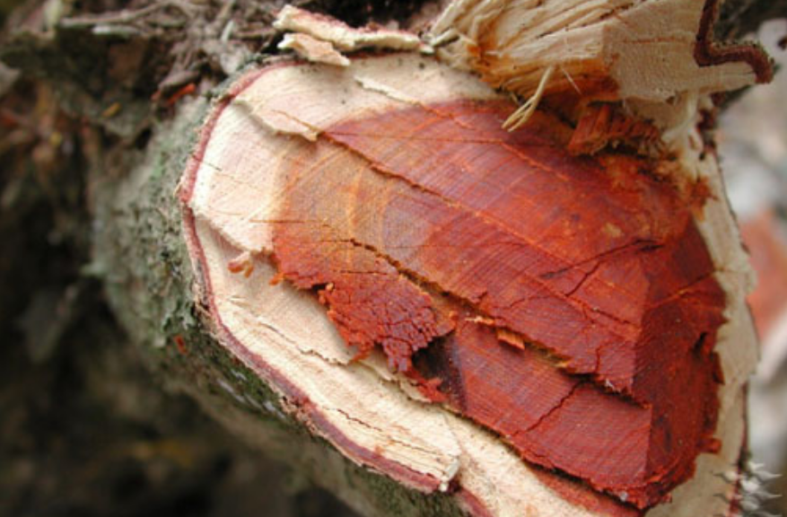 Científicos dan importante paso y cambian la historia del palo de Campeche