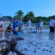 Liberación de tortugas en Campeche