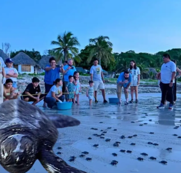 Liberación de tortugas en Campeche