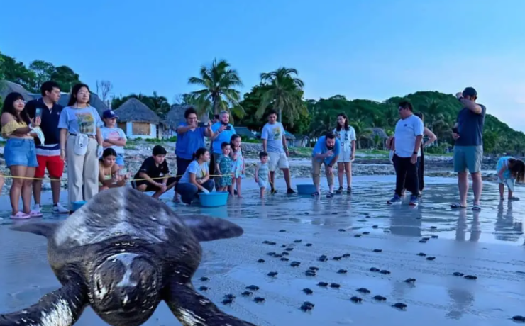 Liberación de tortugas en Campeche