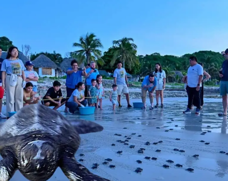 Liberación de tortugas en Campeche