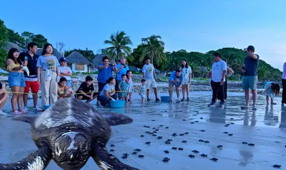 Liberación de tortugas en Campeche