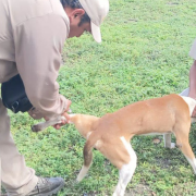 Vacunan a 45 mil perritos contra la rabia en Campeche