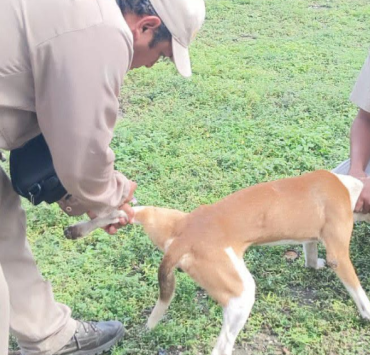 Vacunan a 45 mil perritos contra la rabia en Campeche