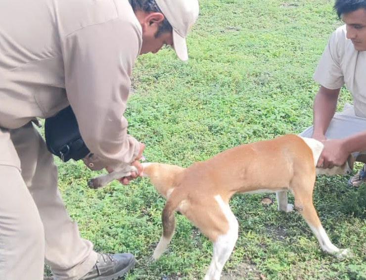Vacunan a 45 mil perritos contra la rabia en Campeche