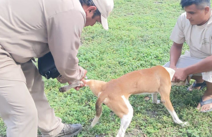 Vacunan a 45 mil perritos contra la rabia en Campeche