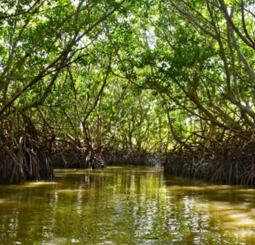 Entregan manglares de Campeche a Conanp