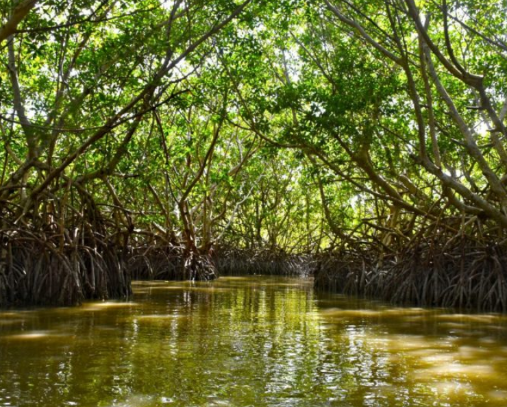 Entregan manglares de Campeche a Conanp