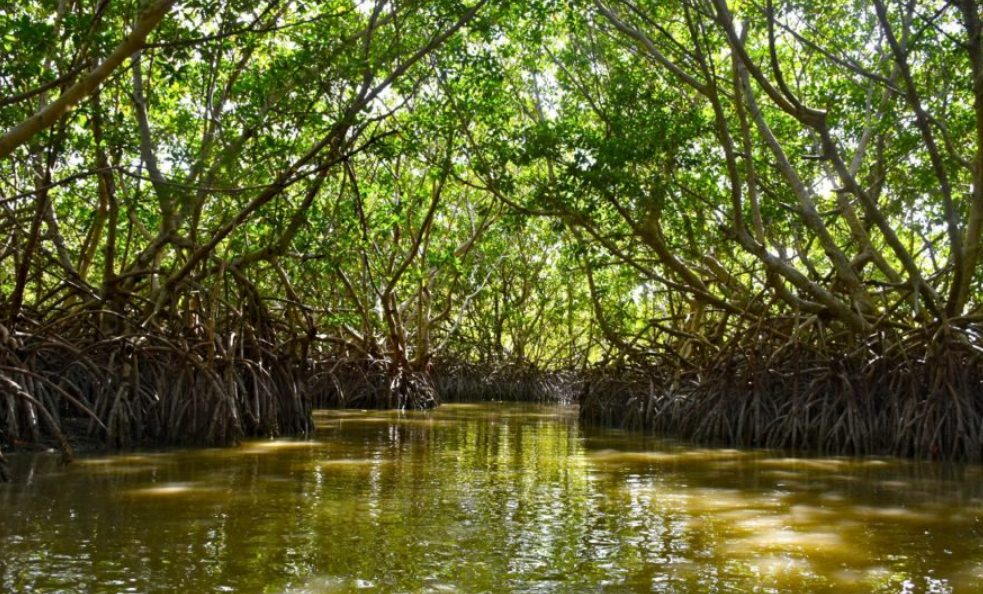 Entregan manglares de Campeche a Conanp