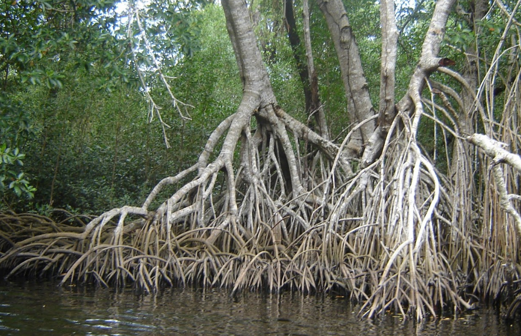 Protegerán manglares de Laguna de Términos