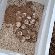 La Marina protege 152 huevos de tortuga en Campeche