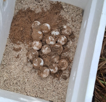 La Marina protege 152 huevos de tortuga en Campeche
