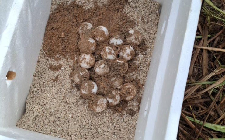 La Marina protege 152 huevos de tortuga en Campeche