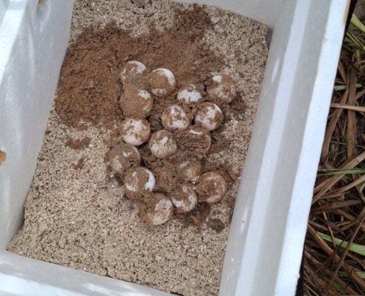 La Marina protege 152 huevos de tortuga en Campeche