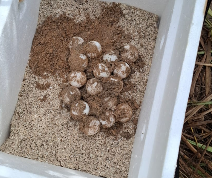 La Marina protege 152 huevos de tortuga en Campeche