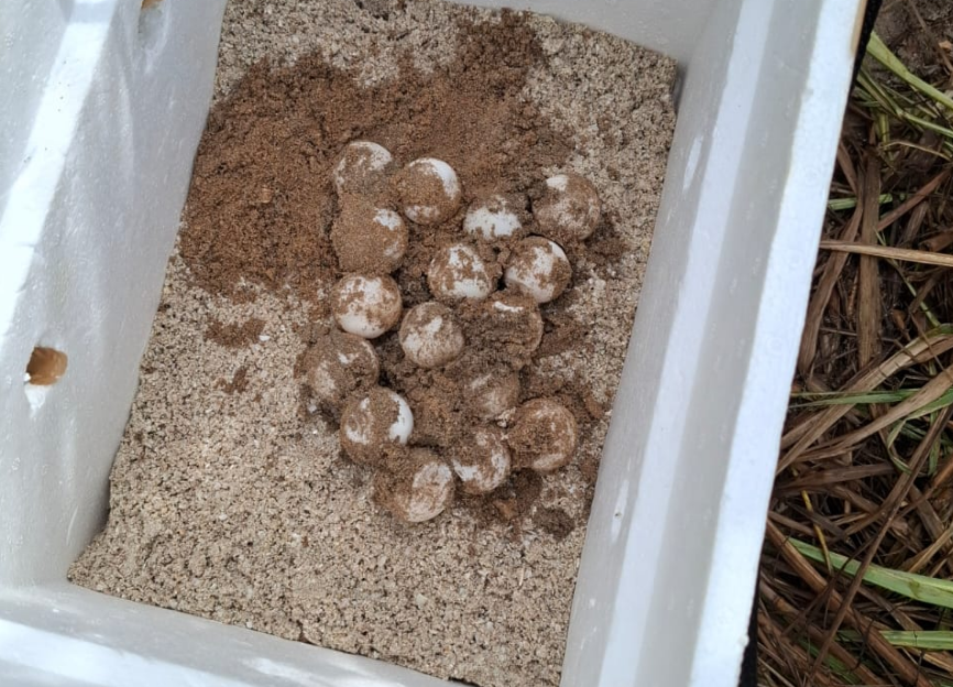 La Marina protege 152 huevos de tortuga en Campeche