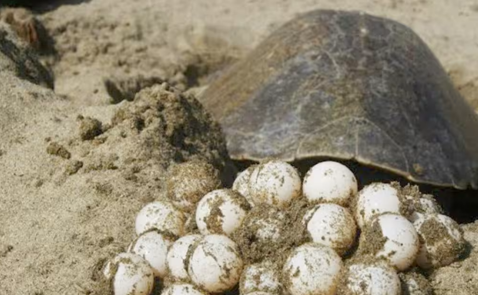 Traslado seguro del nido de tortuga marina