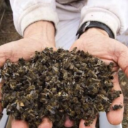 Activan plan para salvar a las abejas en Campeche