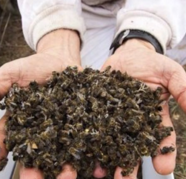 Activan plan para salvar a las abejas en Campeche