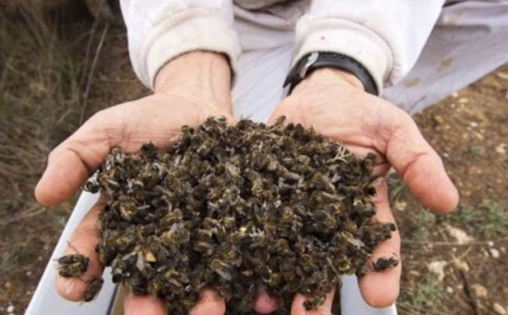 Activan plan para salvar a las abejas en Campeche