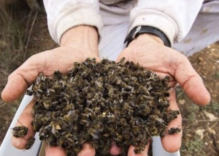 Activan plan para salvar a las abejas en Campeche