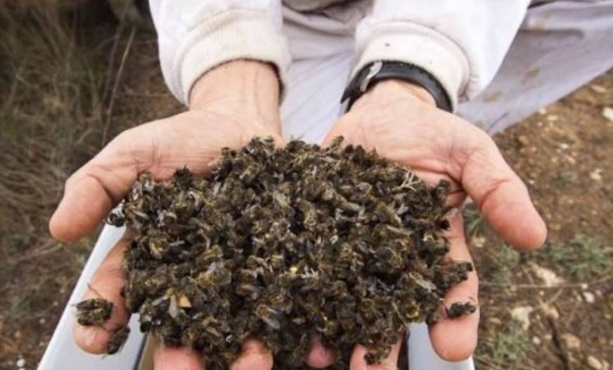 Activan plan para salvar a las abejas en Campeche