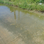 Un "río" de aguas negras afecta a vecinos de fraccionamiento Presidentes de México