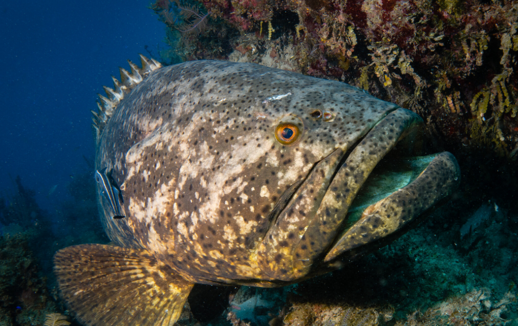 Campeche estrena "Guardianes" Marinos para proteger su biodiversidad