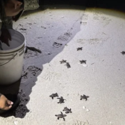 Nueve tortugas Marinas son rescatadas por Personal Naval