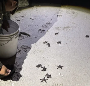 Nueve tortugas Marinas son rescatadas por Personal Naval