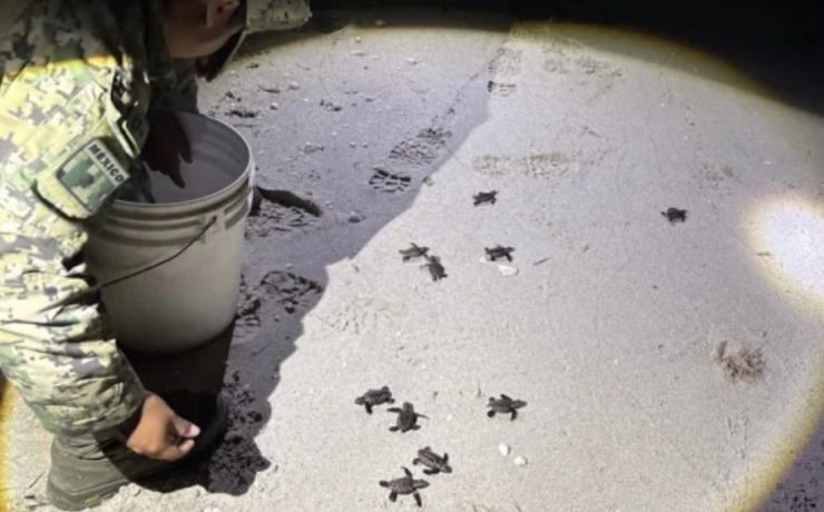 Nueve tortugas Marinas son rescatadas por Personal Naval