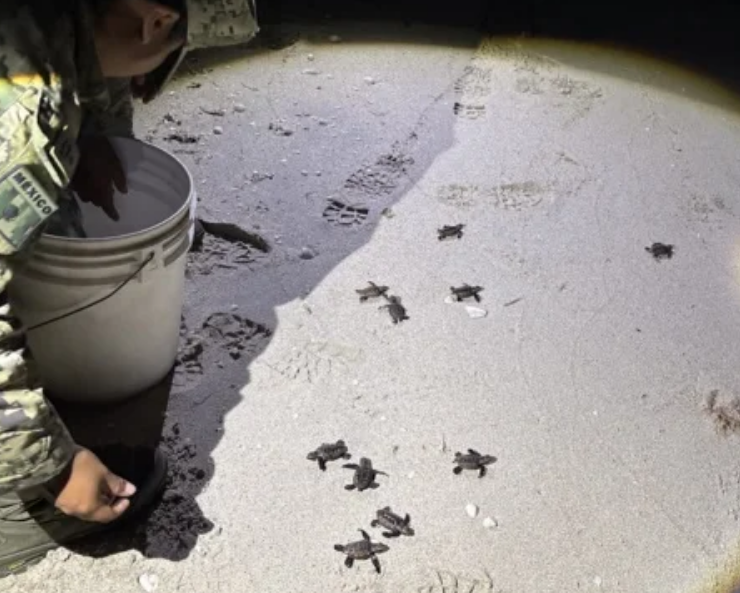 Nueve tortugas Marinas son rescatadas por Personal Naval