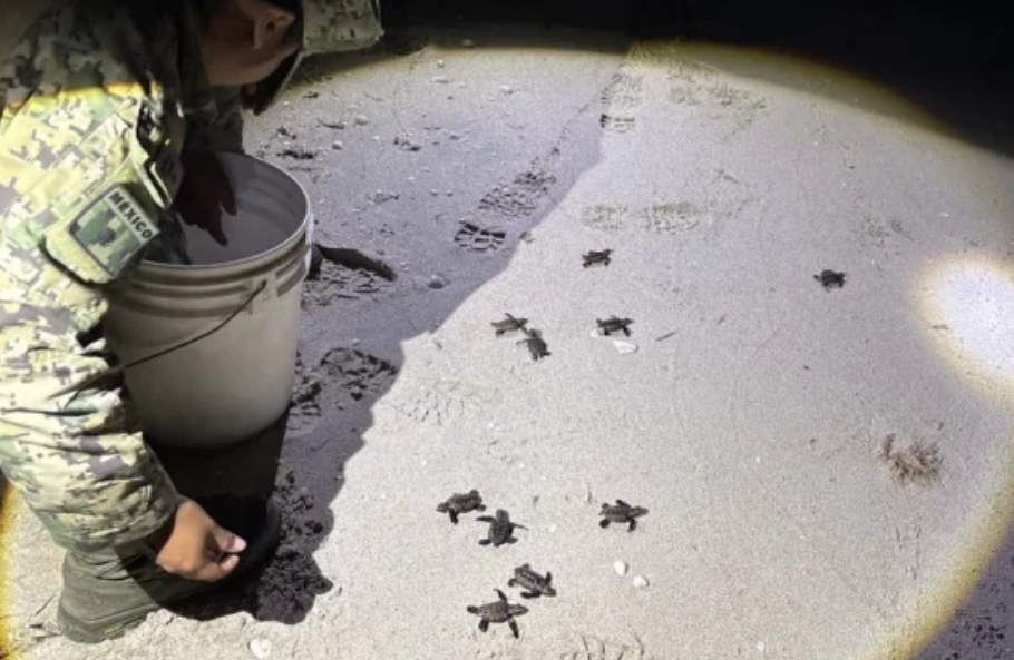 Nueve tortugas Marinas son rescatadas por Personal Naval