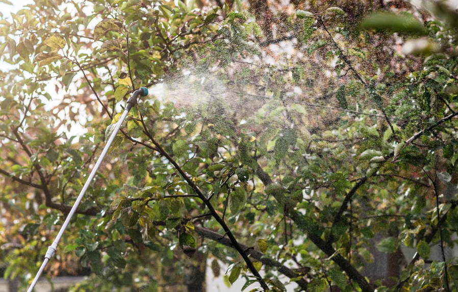 Alerta en Campeche: cinco niños presentan probable intoxicación tras consumir fruta