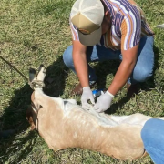 Rescatan al ganado del barrenador en Campeche