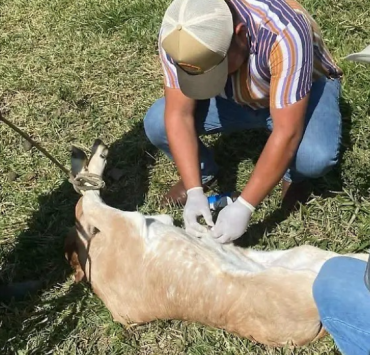 Rescatan al ganado del barrenador en Campeche