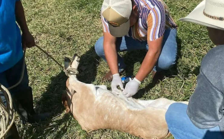 Rescatan al ganado del barrenador en Campeche