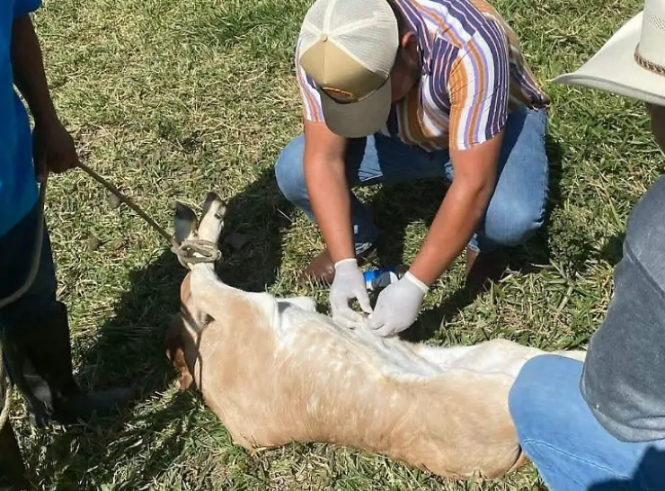 Rescatan al ganado del barrenador en Campeche