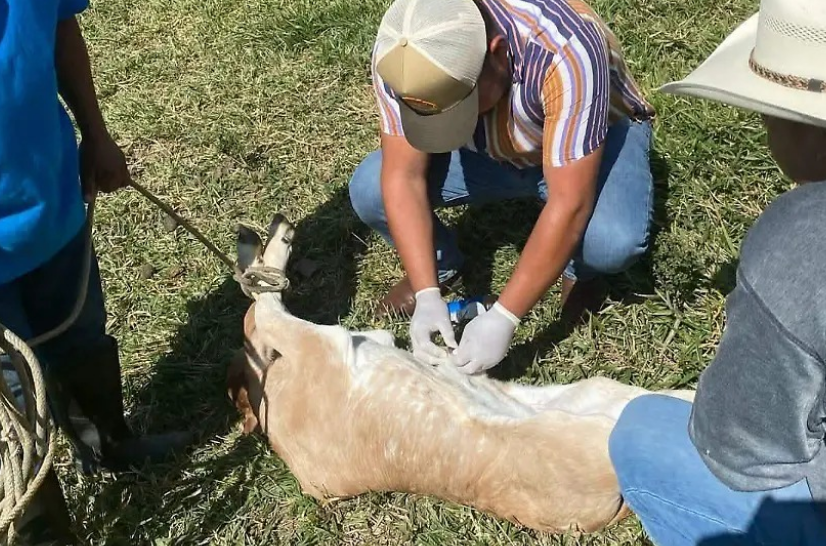 Rescatan al ganado del barrenador en Campeche