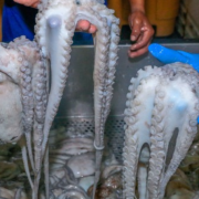 Capturan cerca de 30 kilos de pulpo en Campeche